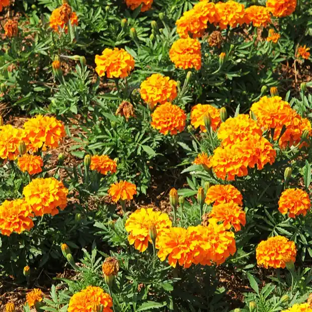 Highlight Studentenblume ‘Tangerine’ Tagètes patula tangérine