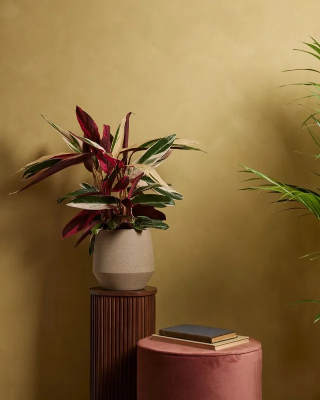 Calathea (Pfeilwurze) Triostar Billig
