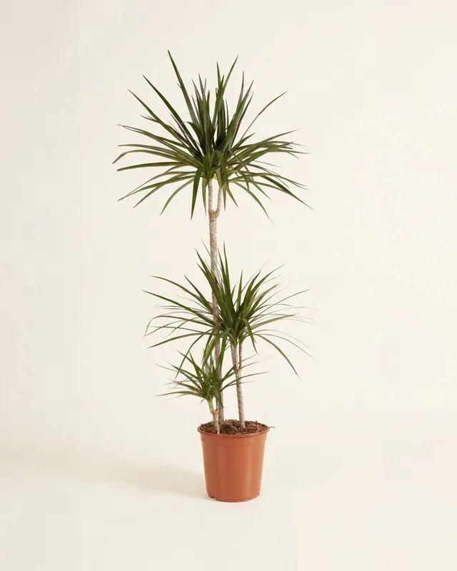 Must-Have Dracaena (Dragon Tree) Marginata