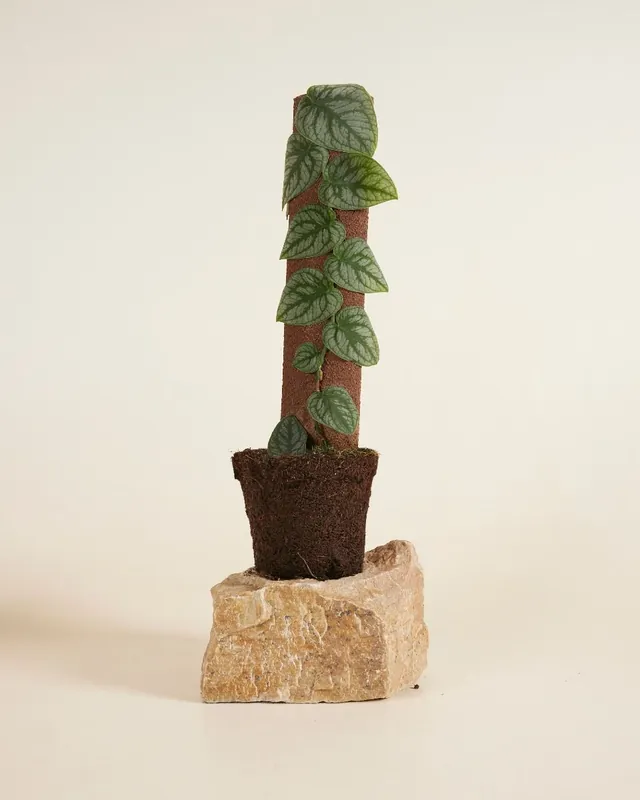 Neu Im Sortiment Monstera Dubia