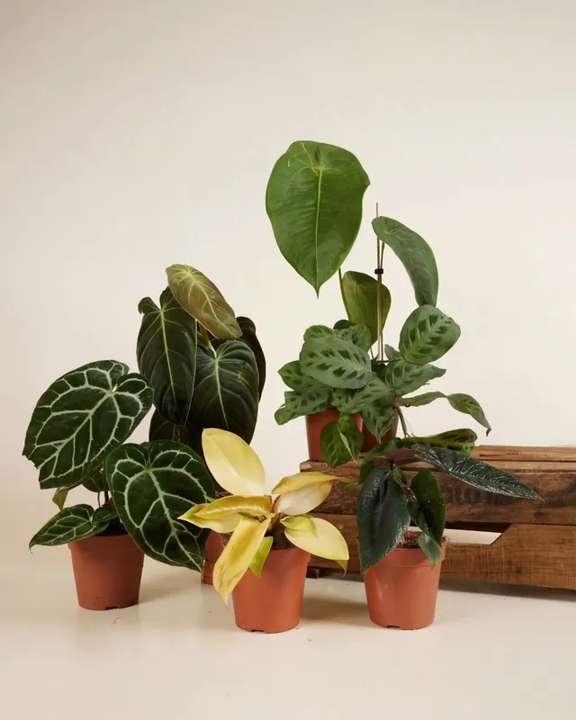 Sustainability box Medium Begrenztes Angebot