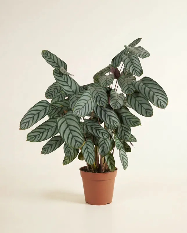 Calathea (Pfeilwurz) Compactstar Schnäppchen