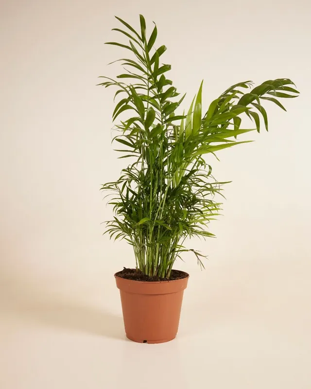 Direktkauf Chamaedorea Elegans