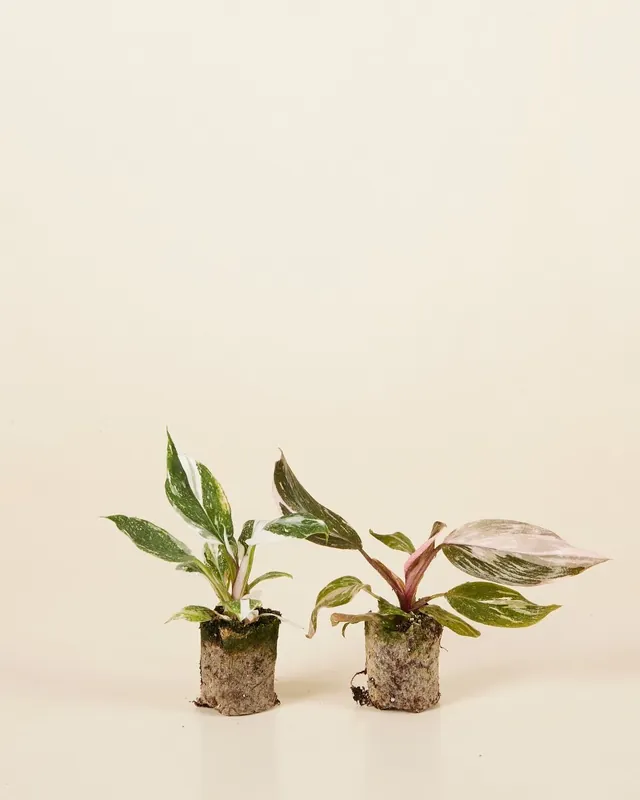 Direktkauf Philodendron Two Princesses