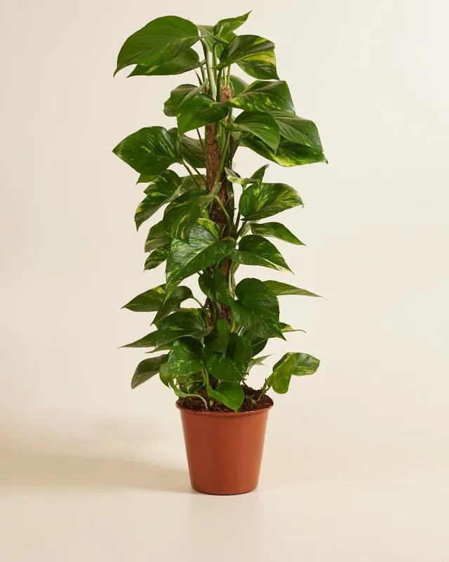 Top-Seller Scindapsus (Pothos) Scindapsus