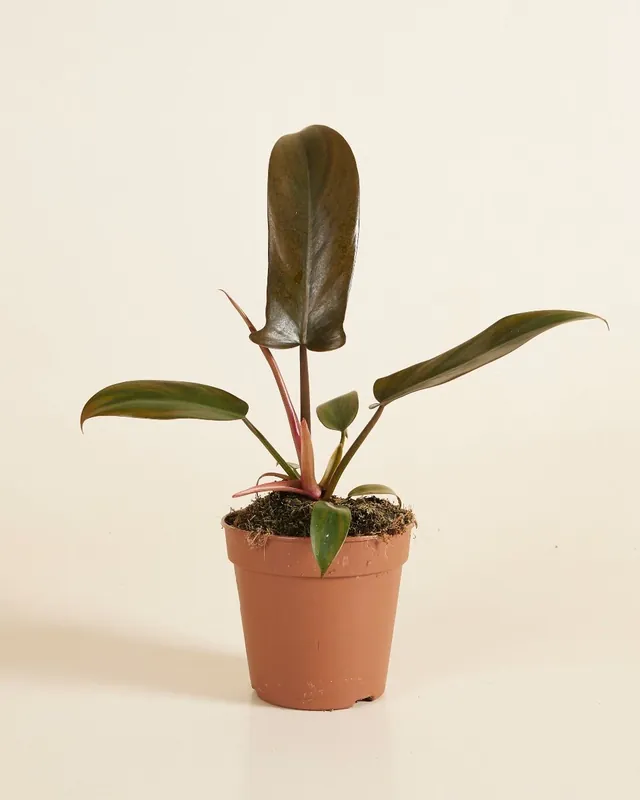 Philodendron (Baumfreund) Florida Bronze Mega-Angebot
