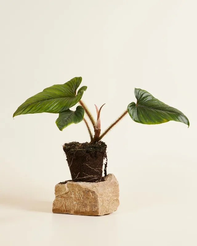 Philodendron (Baumfreund) Serpens Mega-Angebot