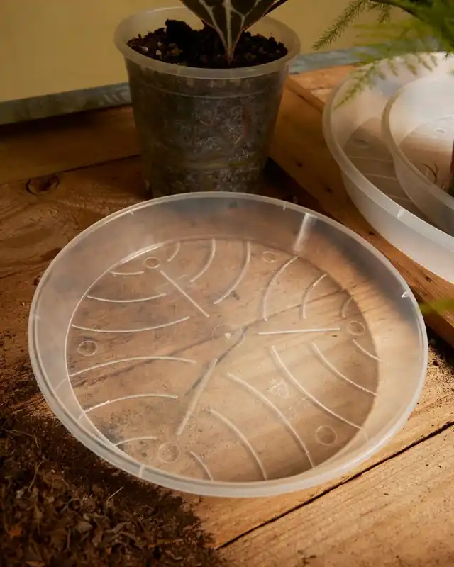 Pflanzschale Transparent Günstig