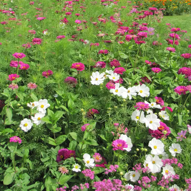 Sale Sommerliche Blumenmischung