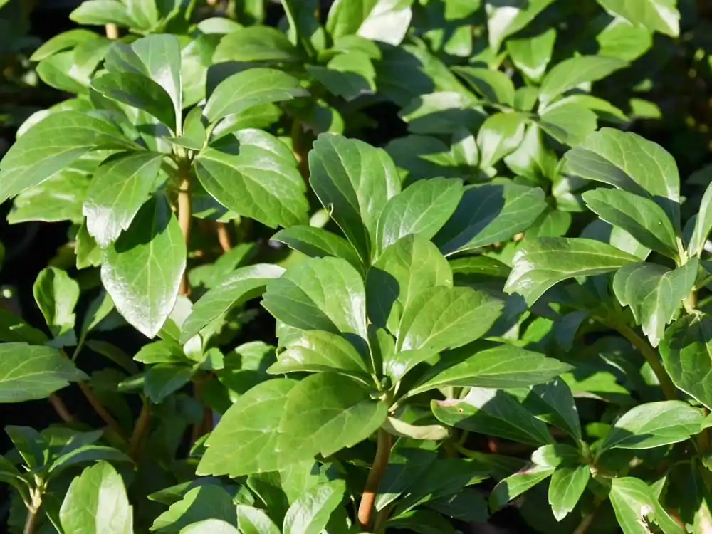 Dickmännchen Pachysandra terminalis Neue Ware