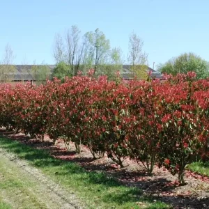 Abverkauf Glanzmispel 'Red Robin' Photinia fraseri 'Red Robin'