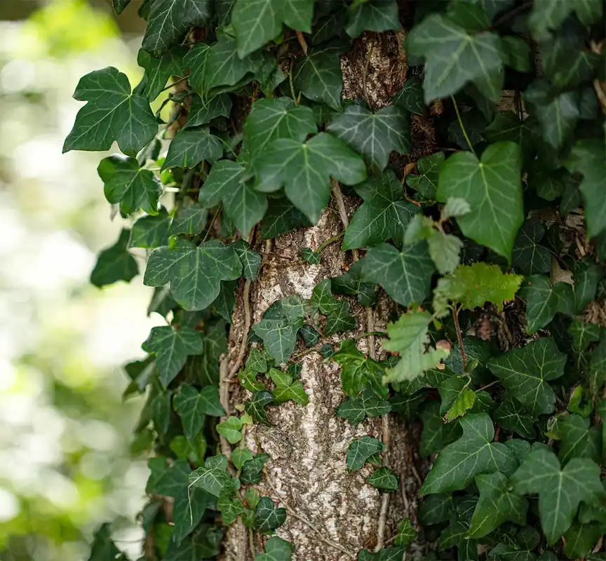 Must-Have Gewöhnlicher Efeu Hedera helix