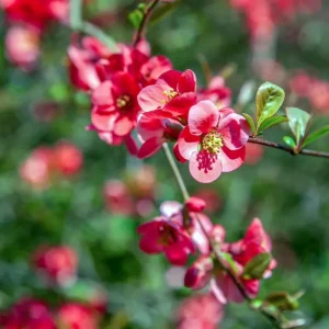Abverkauf Hochwachsende Zierquitte Chaenomeles speciosa