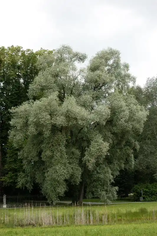 Markenware Silberweide Salix alba