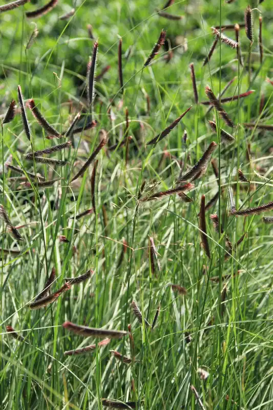 Angebot Moskitogras Bouteloua gracilis