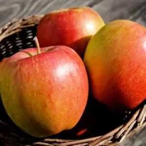 Abverkauf Apfel 'Braeburn' Malus 'Braeburn'