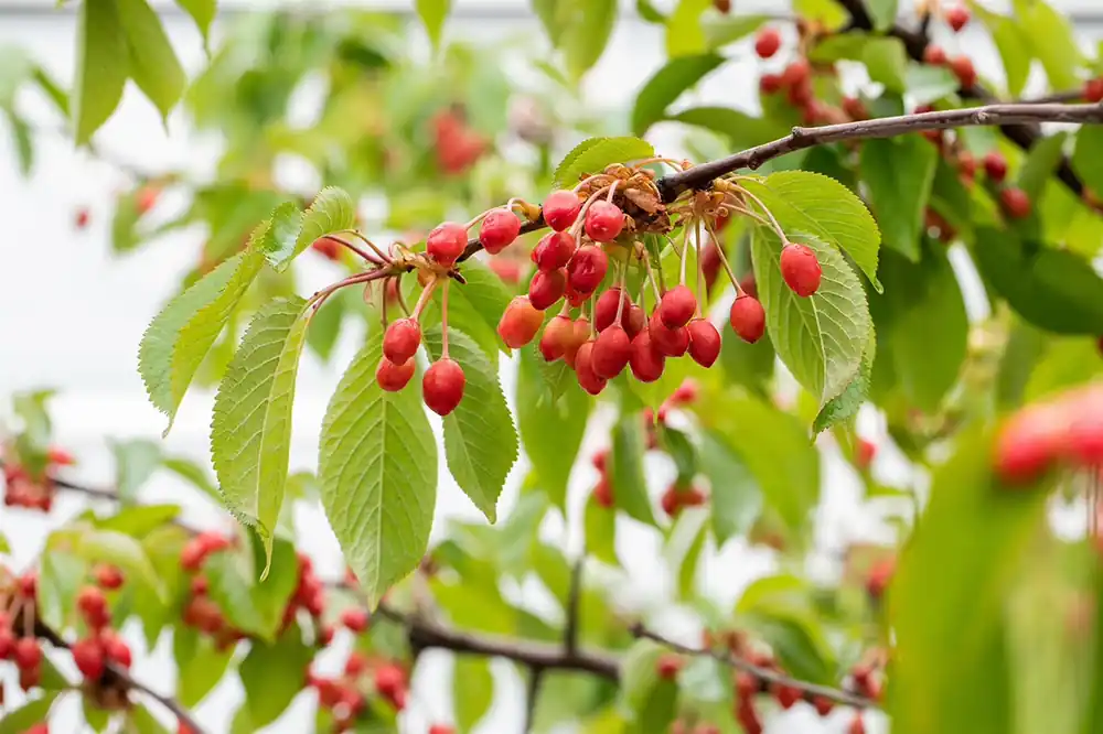 Wochenendangebot Vogelkirsche Prunus avium