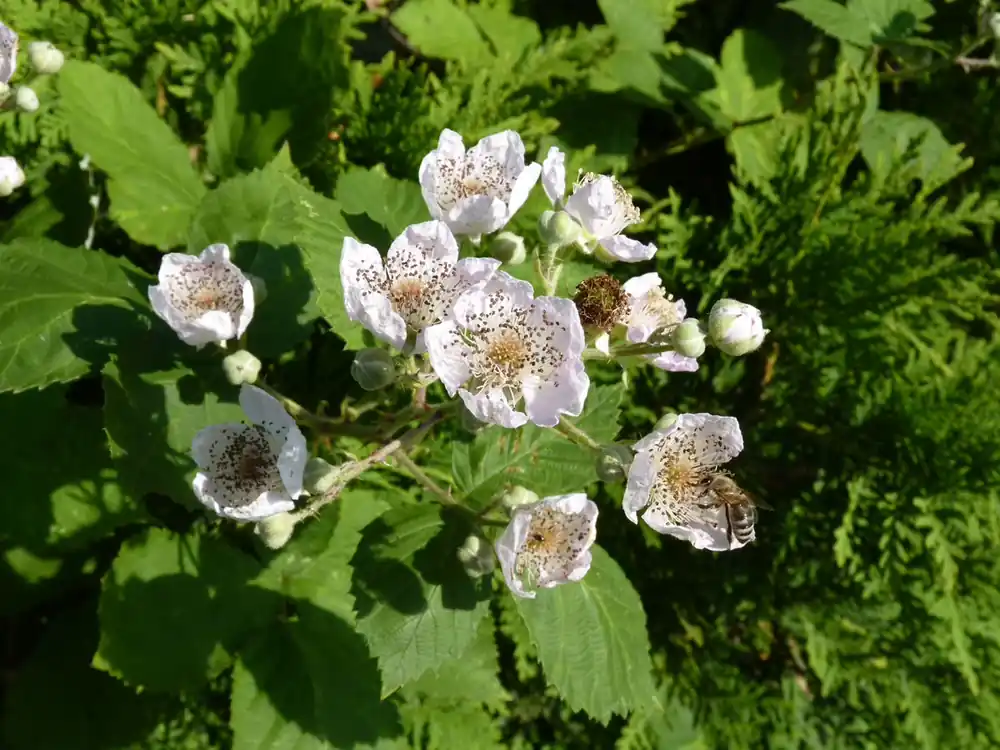 Wilde Brombeere Rubus fruticosus Neu
