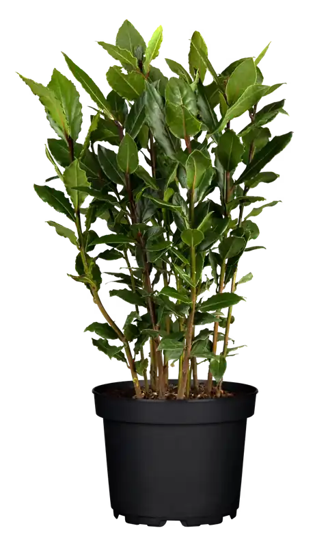 Highlight Echter Lorbeer Laurus nobilis