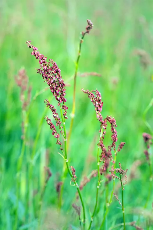 Sauer-Ampfer Rumex acetosa Mega-Angebot