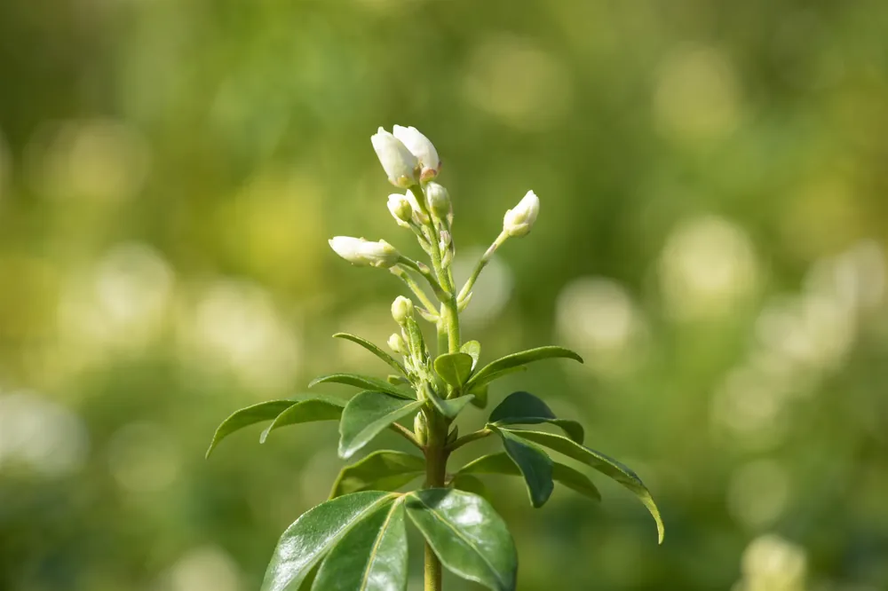 Markenware Orangenblume Choisya ternata