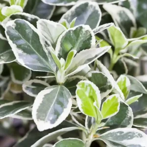 Abverkauf Weißbunte Kriechspindel 'Emerald Gaiety' Euonymus fortunei 'Emerald Gaiety'