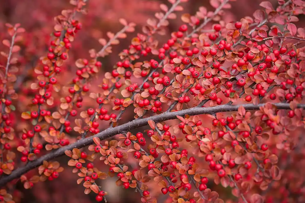 Fächer-Zwergmispel Cotoneaster horizontalis Highlight