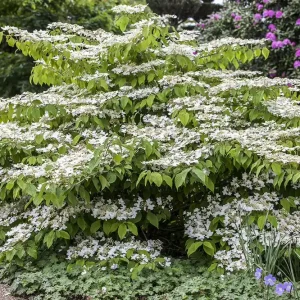 Abverkauf Japanischer Schneeball 'Mariesii' Viburnum plicatum 'Mariesii'