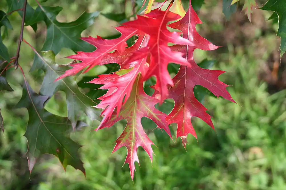 Preisknaller Scharlach-Eiche Quercus coccinea