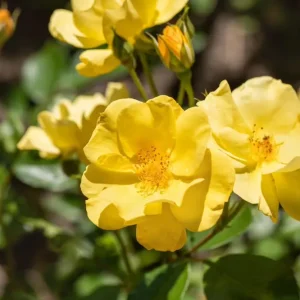 Bodendeckerrose 'Bienenweide'®, gelb Rosa 'Bienenweide'®, gelb Preis Gesenkt