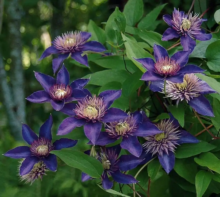 Waldrebe 'Maria Louise Jensen' Clematis 'Maria Louise Jensen' Top-Angebot