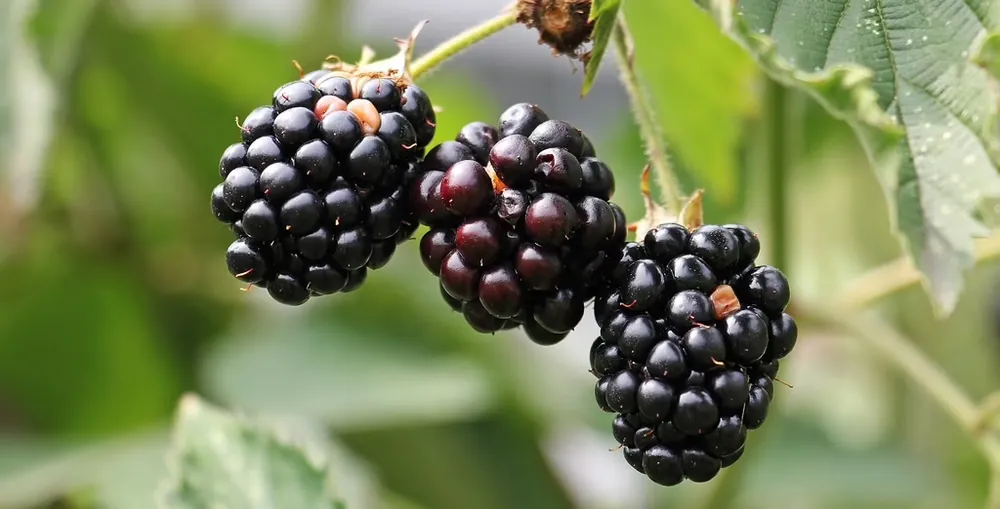 Boysenbeere Rubus Boysenbeere Echt