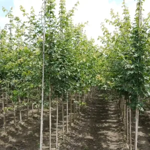 Abverkauf Feldahorn 'Elsrijk' Acer campestre 'Elsrijk'