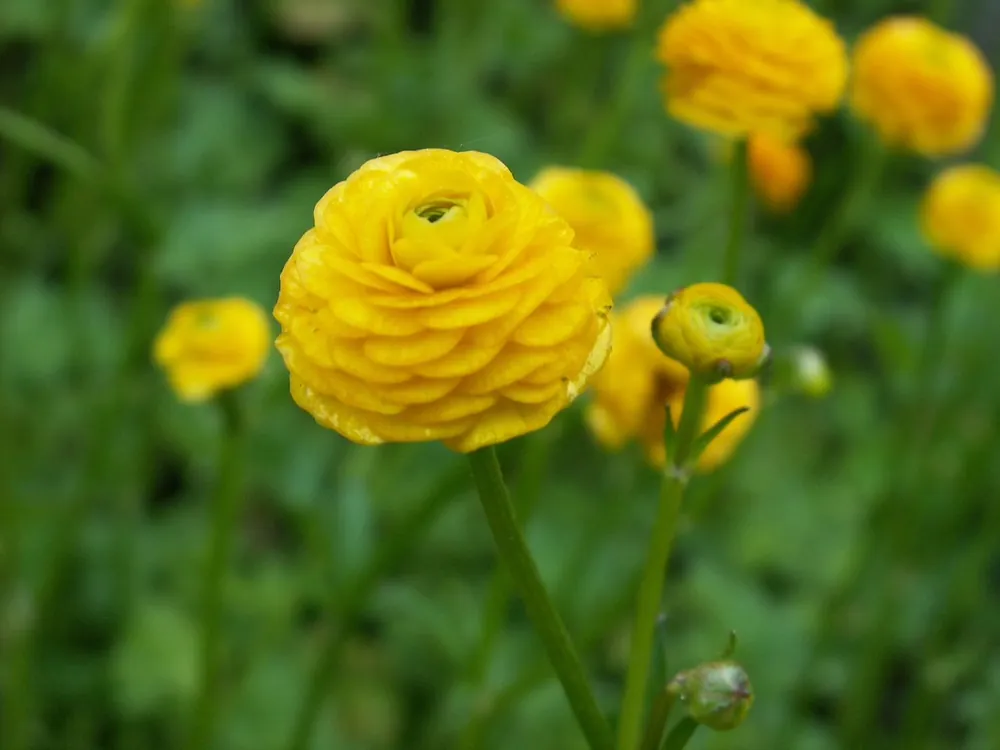 Gefülltblühender scharfer Hahnenfuß 'Multiplex' Ranunculus acris 'Multiplex' Schneller Versand