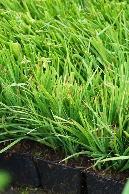 Billig Schwertblättrige Binse Juncus ensifolius