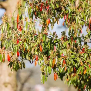 Abverkauf Funkenblatt, Stranvesie Photinia davidiana