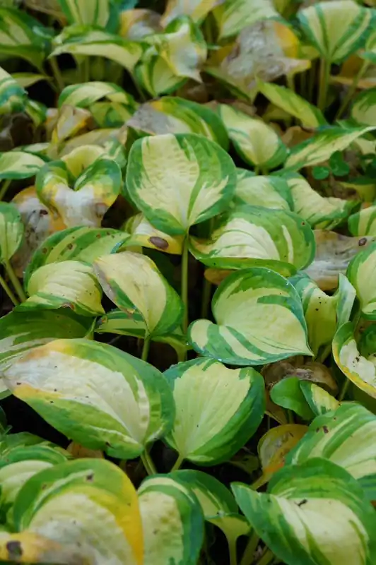 Garten-Funkie Great Expectations Hosta sieboldiana Great Expectations Online Kaufen