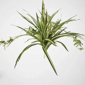 Colours & Green Kunstpflanze SPIDER PLANT Solange Der Vorrat Reicht