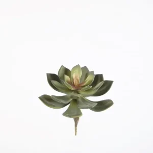 Colours & Green Seidenblume ECHEVERIA PICK Neu Im Sortiment
