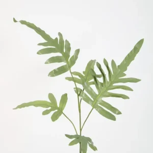 Angebot Colours & Green Seidenblume PHLEBODIUM STEM