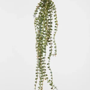 Colours & Green Seidenblume Trailing Succulent Sale