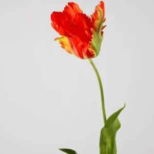 Jetzt Bestellen Colours & Green Seidenblume PARROT TULIP Single Stem orange/grün