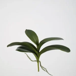 Colours & Green Seidenblume PHALEANOPSIS LEAVES Letzte Chance