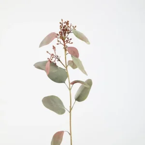 Billig Colours & Green Seidenblume EUCALYPTUS SEED SPRAY