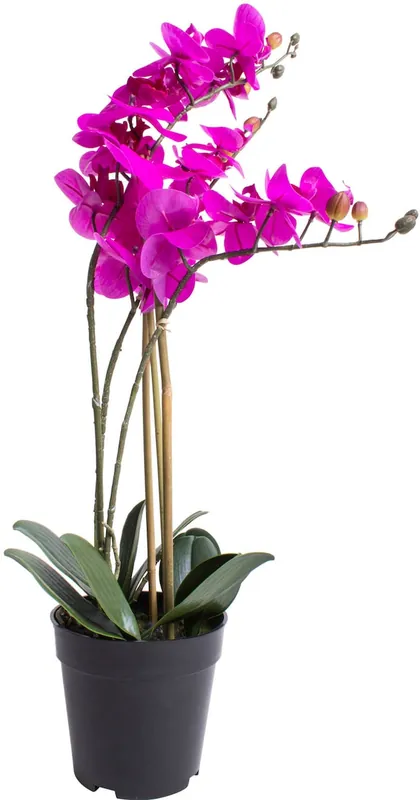 Botanic-Haus Kunstorchidee »Orchidee Bora« Markenware