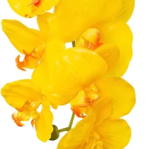Super-Preis Creativ green Kunstorchidee »Orchidee Phalaenopsis« mit real-touch-Blüten