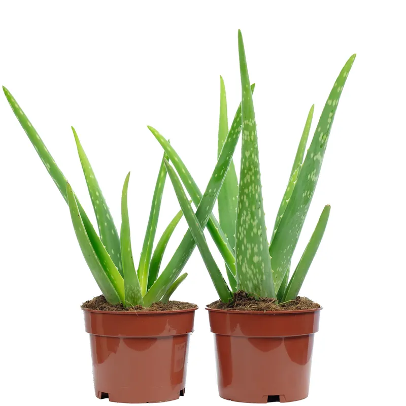 2er-Set Aloe vera – luftreinigende & dekorative Sukkulente, Topf-Ø 12 cm, ca. 35 cm hoch Nur Für Kurze Zeit