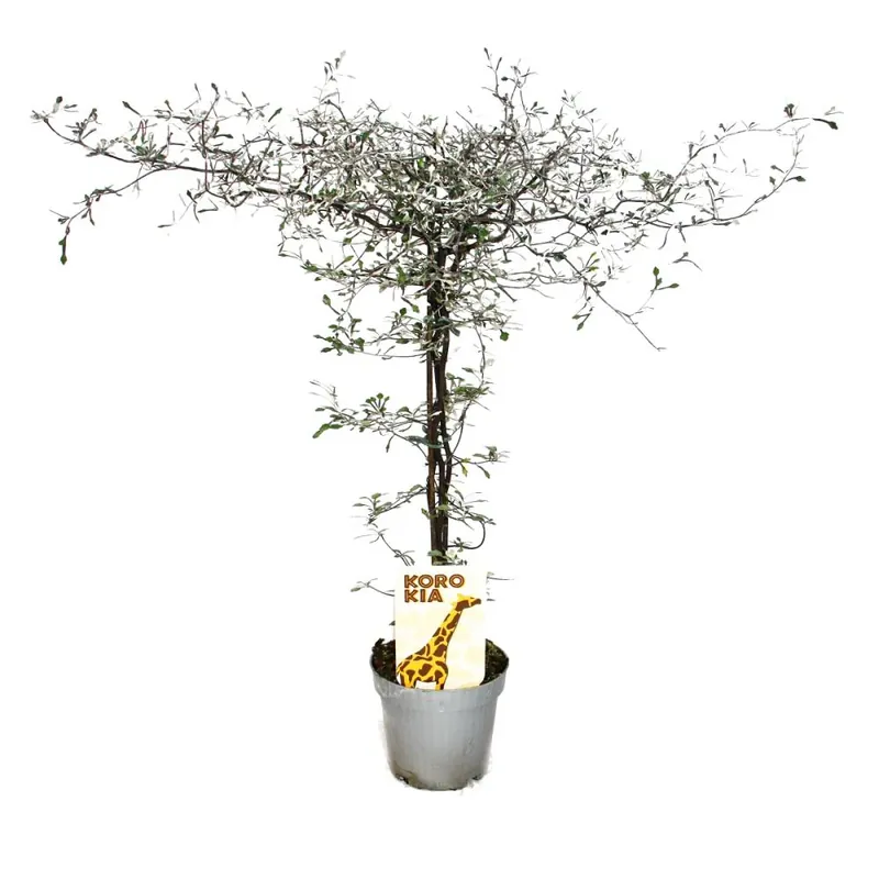 Corokia cotoneaster - arbuste en zigzag - arbre à cordes Echt