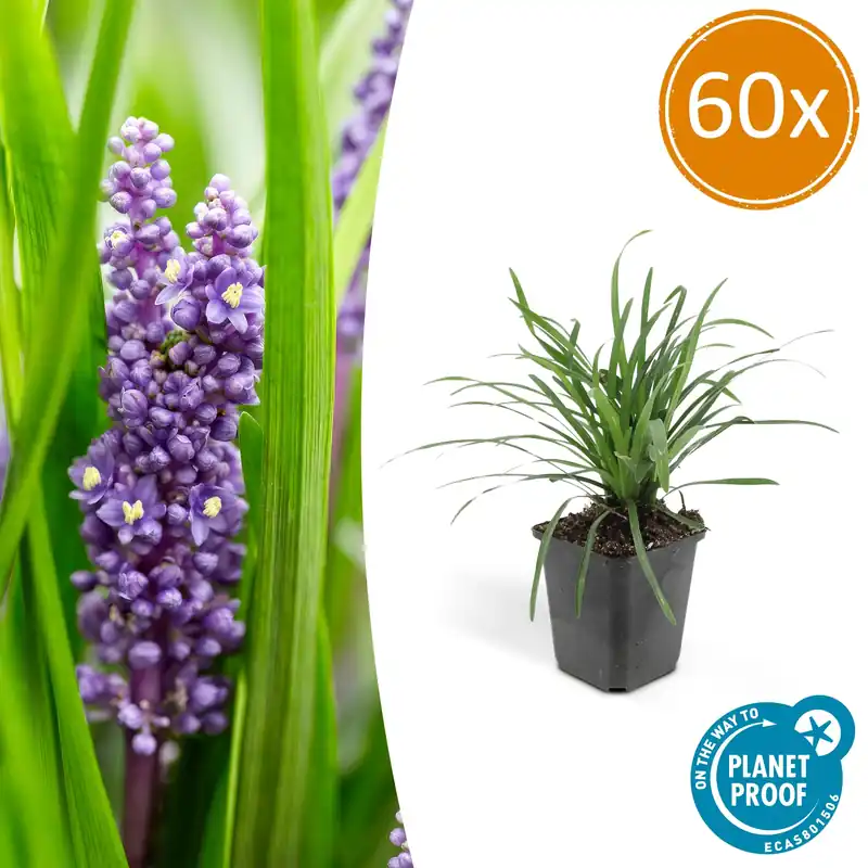 Glöckchentraube - Liliengras - Liriope muscari ‘Moneymaker‘ - 9cm Topf - Set mit 60 Pflanzen Sofort Bestellen