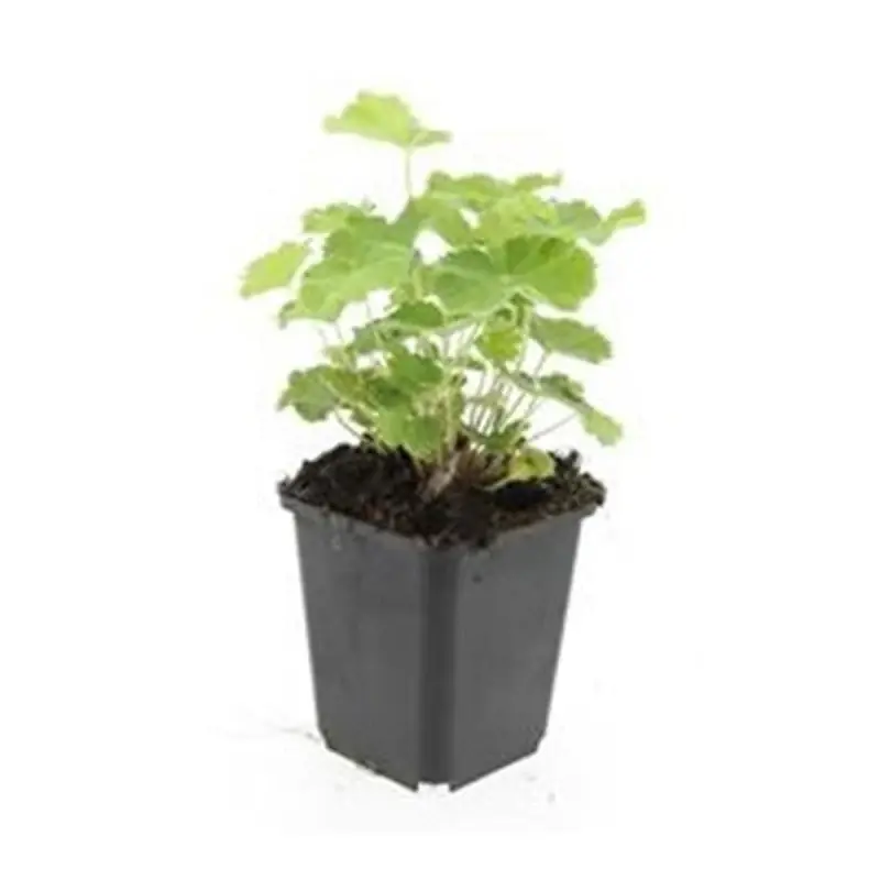 Frauenmantel - Alchemilla mollis - Staude - 9cm Topf - Set mit 6 Pflanzen Sichere Zahlung